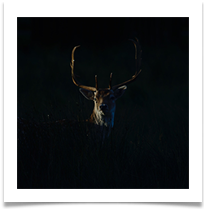Deer in the Light - June Bannister